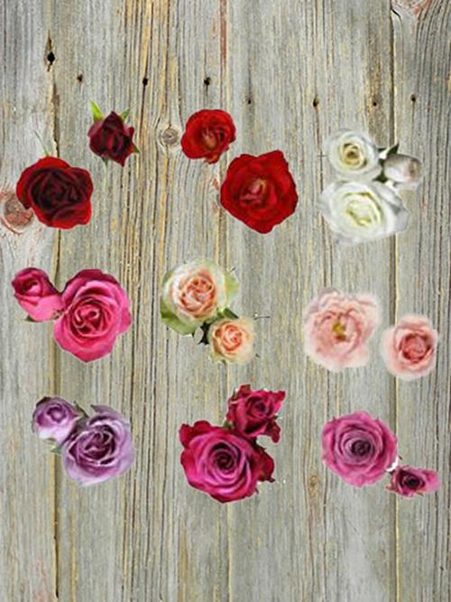 Wholesale Winter Mix Spray Roses Assorted Delivered Online FlowerFarm